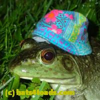 /home//u458753944/public_html/sourcegallery//Frogs/More bullfrogs/P6020089.JPG